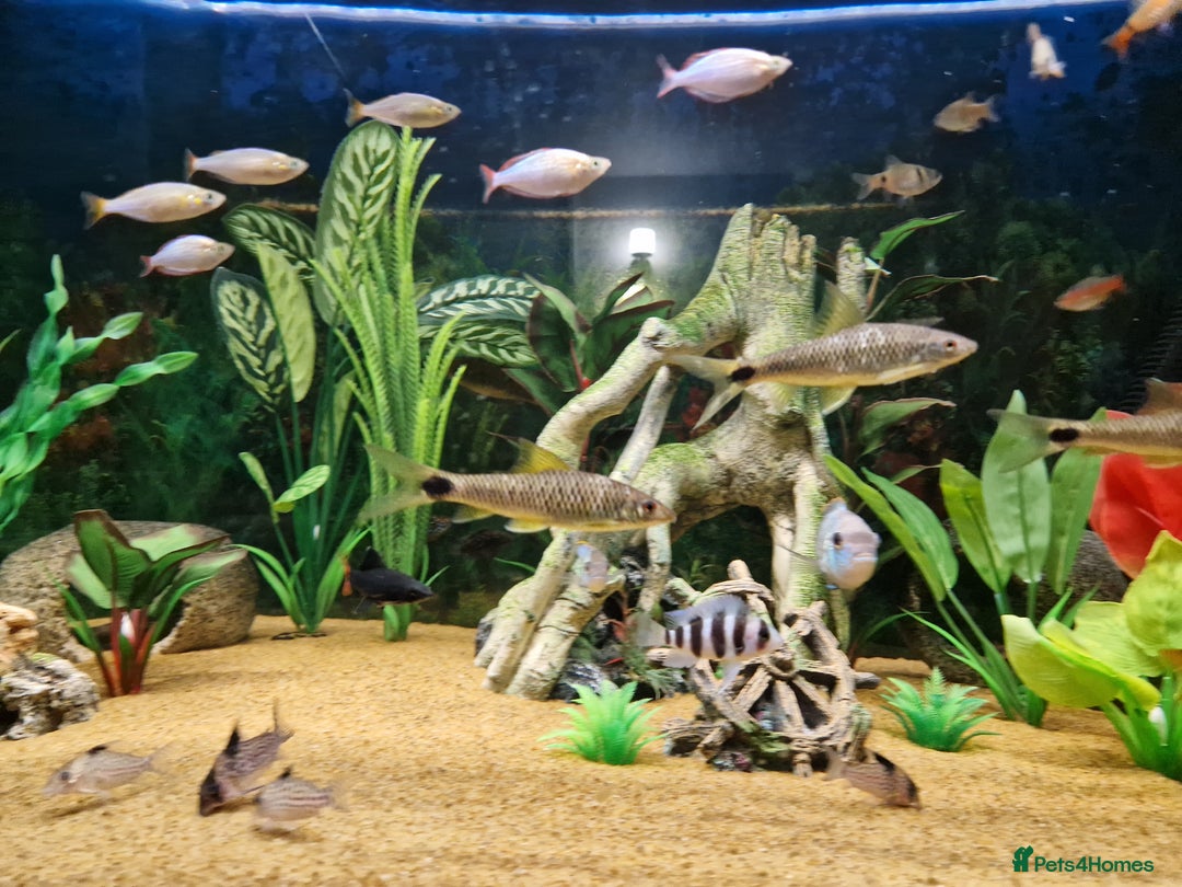 Loaches fish for sale: Clown loach and Flying Silver Fox - Advert 5
