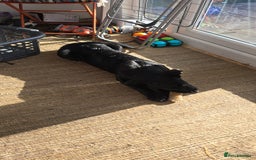 Mixed Breed dogs for sale: Tilly the Sheprador GSD/Lab cross - Image 3