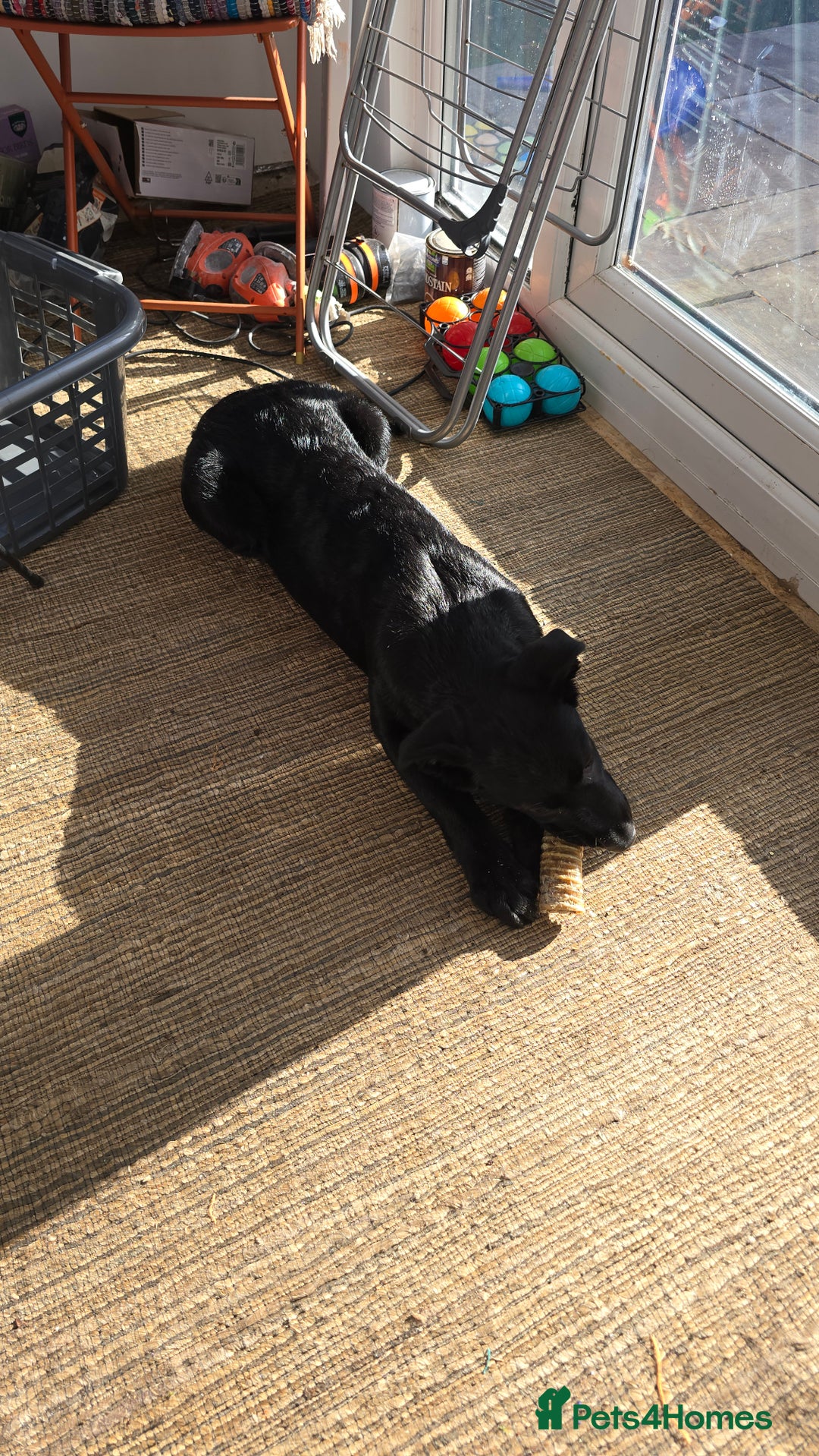 Mixed Breed dogs for sale: Tilly the Sheprador GSD/Lab cross - Image 3