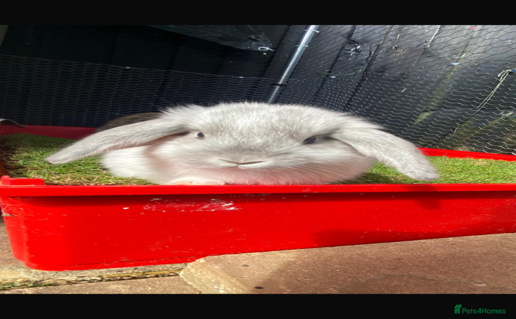 French Lop rabbits - Advert 2