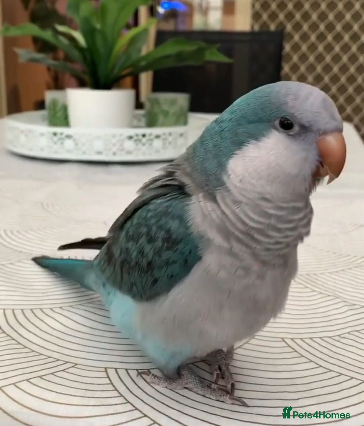 Parrots birds Baby blue tamed Quaker talking parrot  - Advert 13