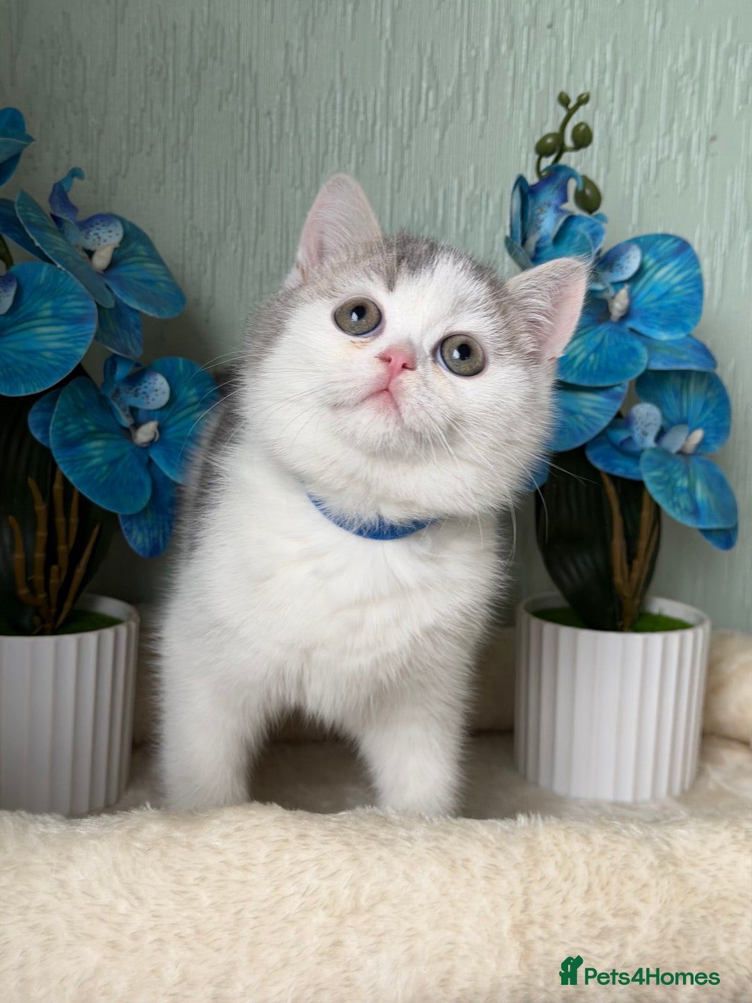 British Shorthair cats for sale: British shorthair golden tricolour TICA - Advert 4