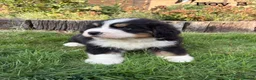 Bernese Mountain Dog dogs for sale: BEAUTIFUL BERNESE MOUNTAIN DOG PUPPIES-4 BOYS !!! - Advert 18