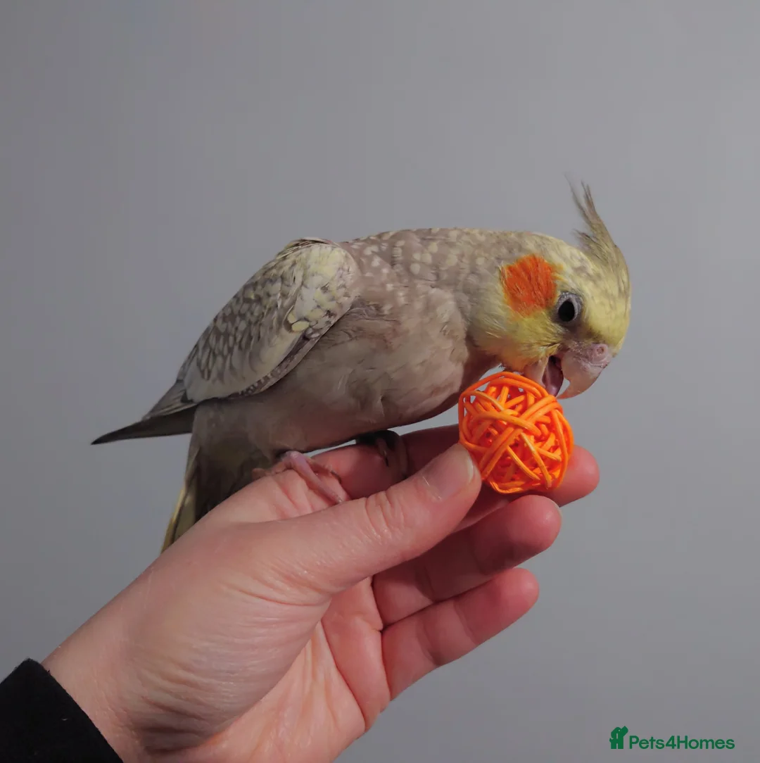 Cockatiels birds for sale: Hand reread silly tame DNA sexed baby cockatiels  - Advert 37