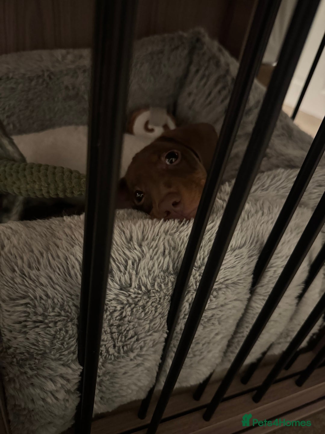 Miniature Dachshund dogs for sale: Rehome of Oliver - Advert 4