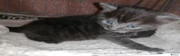 Domestic Shorthair cats for sale: 3 adorable kittens for sale  - Advert 19