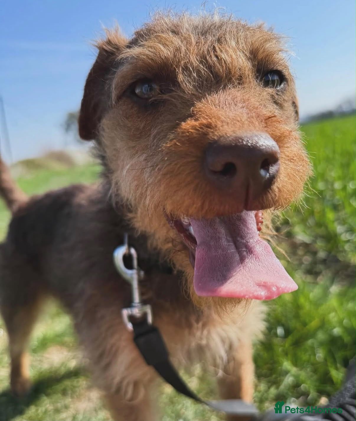 Patterdale Terrier dogs for sale:  ❤️ Our Little Diva-Beautiful Patterdale Puppy 🐾 - Advert 2