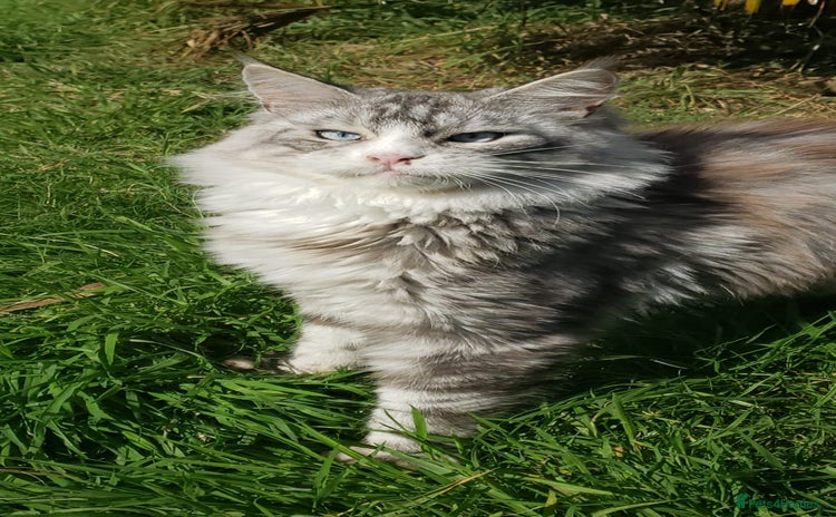 Maine Coon cats - Advert 2