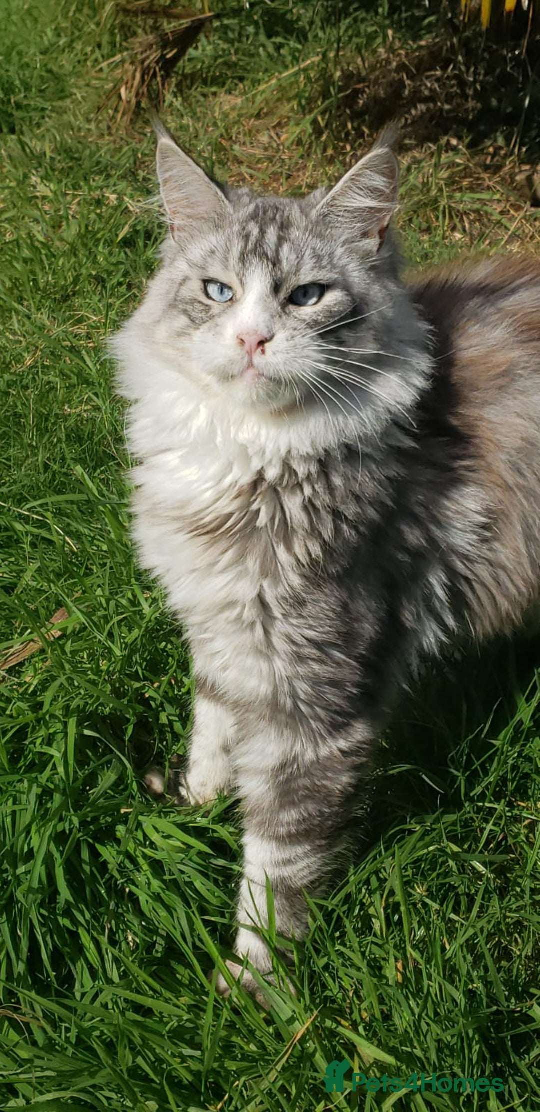 Maine Coon cats for sale: Maine Coons looking for new home read advert - Image 1