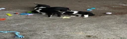 Border Collie dogs for sale: Border collie puppies  in Crianlarich - Advert 6
