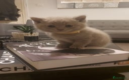 British Shorthair cats for sale: STUNNING BSH LILAC KITTENS 3 MALES/1 FEMALE  - Advert 19
