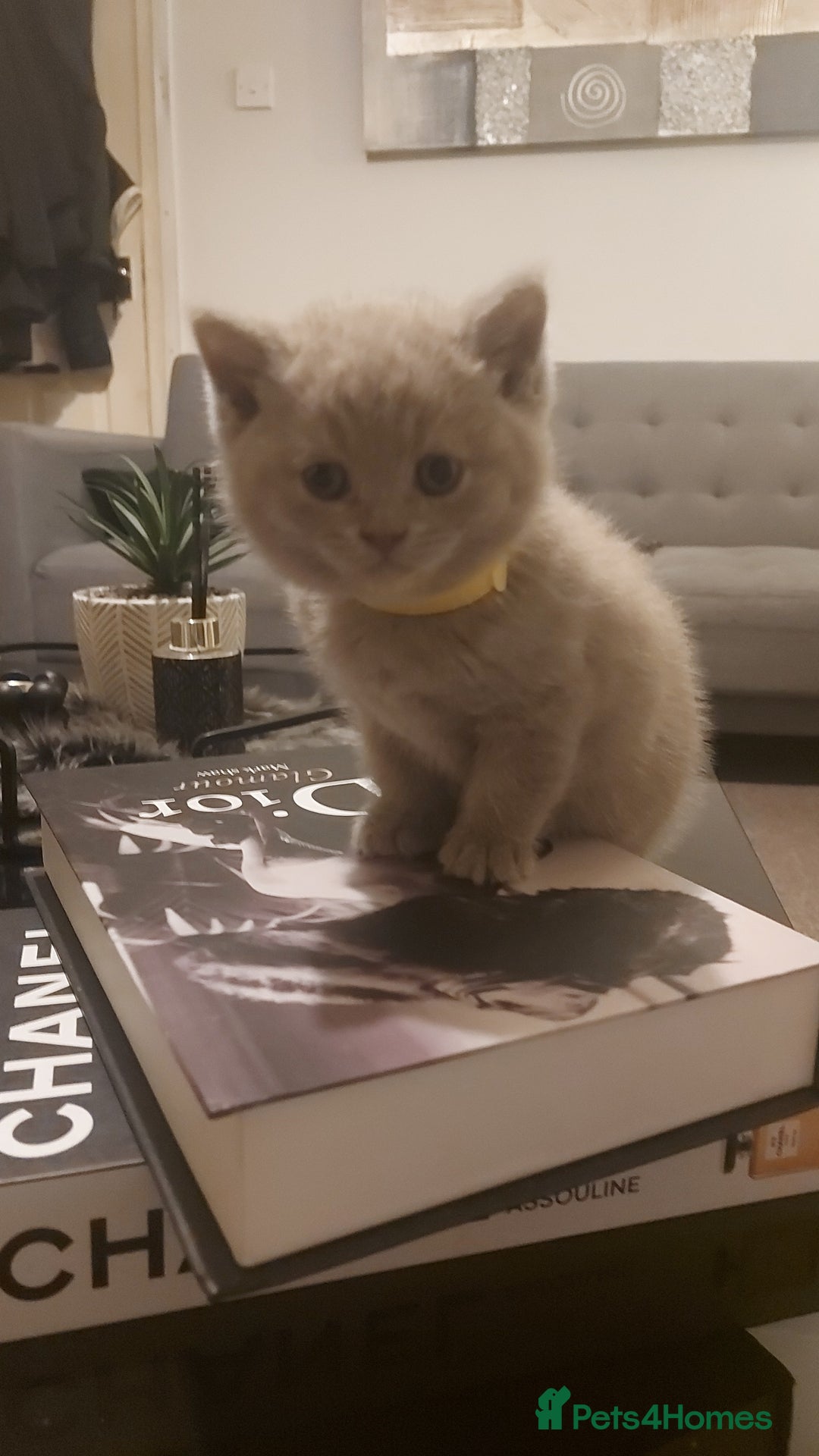 British Shorthair cats for sale: STUNNING BSH LILAC KITTENS 3 MALES/1 FEMALE  - Advert 19