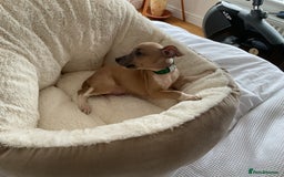 Italian Greyhound dogs for sale:  Beautiful Italian greyhound puppies  - Image 21