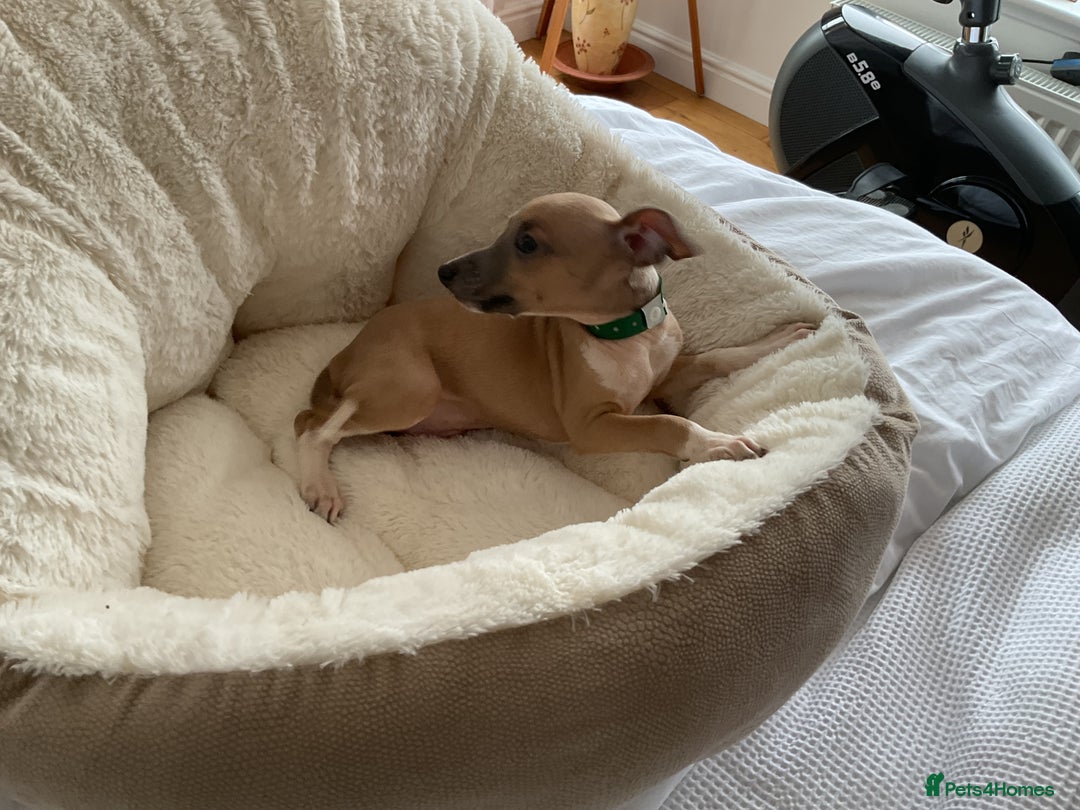 Italian Greyhound dogs for sale:  Beautiful Italian greyhound puppies  - Image 21