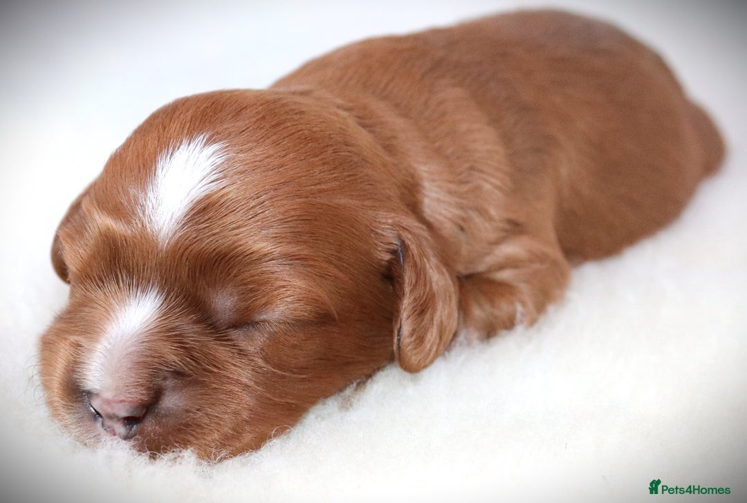 Cavapoo dogs for sale: 🌟Rare F1b Reverse Cavapoo(3/4 Cavalier1/4 Poodle) - Image 22