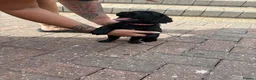 Sprocker dogs for sale: Beautiful sprocker puppies  - Advert 7