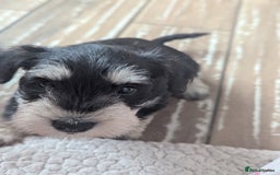 Miniature Schnauzer dogs for sale: Kc reg miniature schnauzer pups available  - Image 5