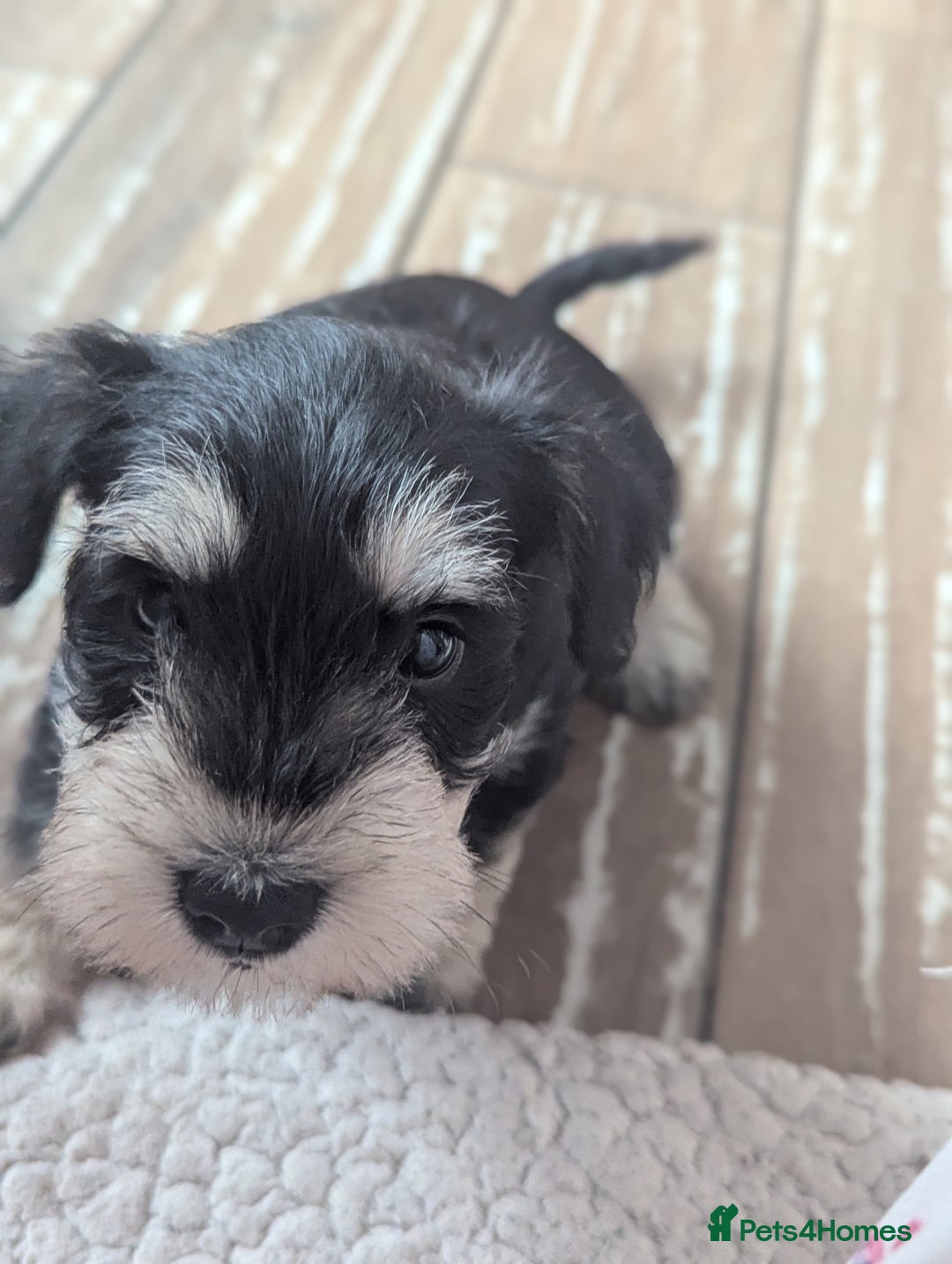 Miniature Schnauzer dogs for sale: Kc reg miniature schnauzer pups available  - Image 5