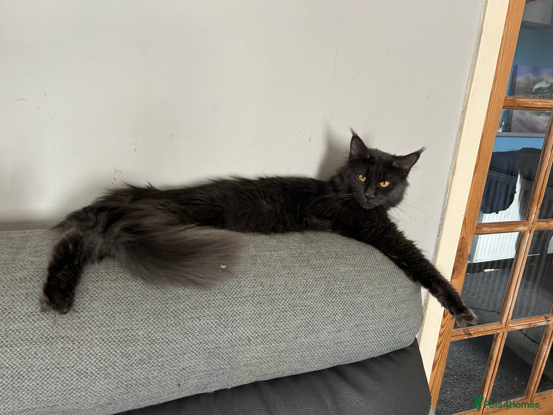 Maine Coon cats for sale: Kittens  - Image 8