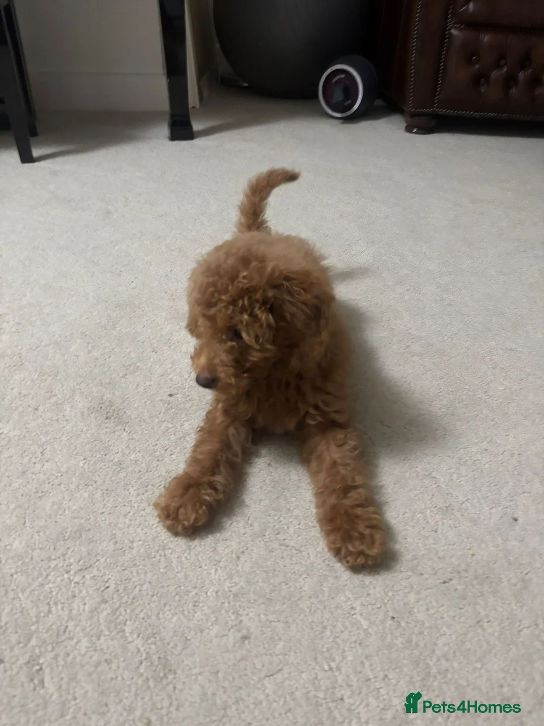 Cavapoo dogs for sale: Charlie  in Altrincham - Advert 2