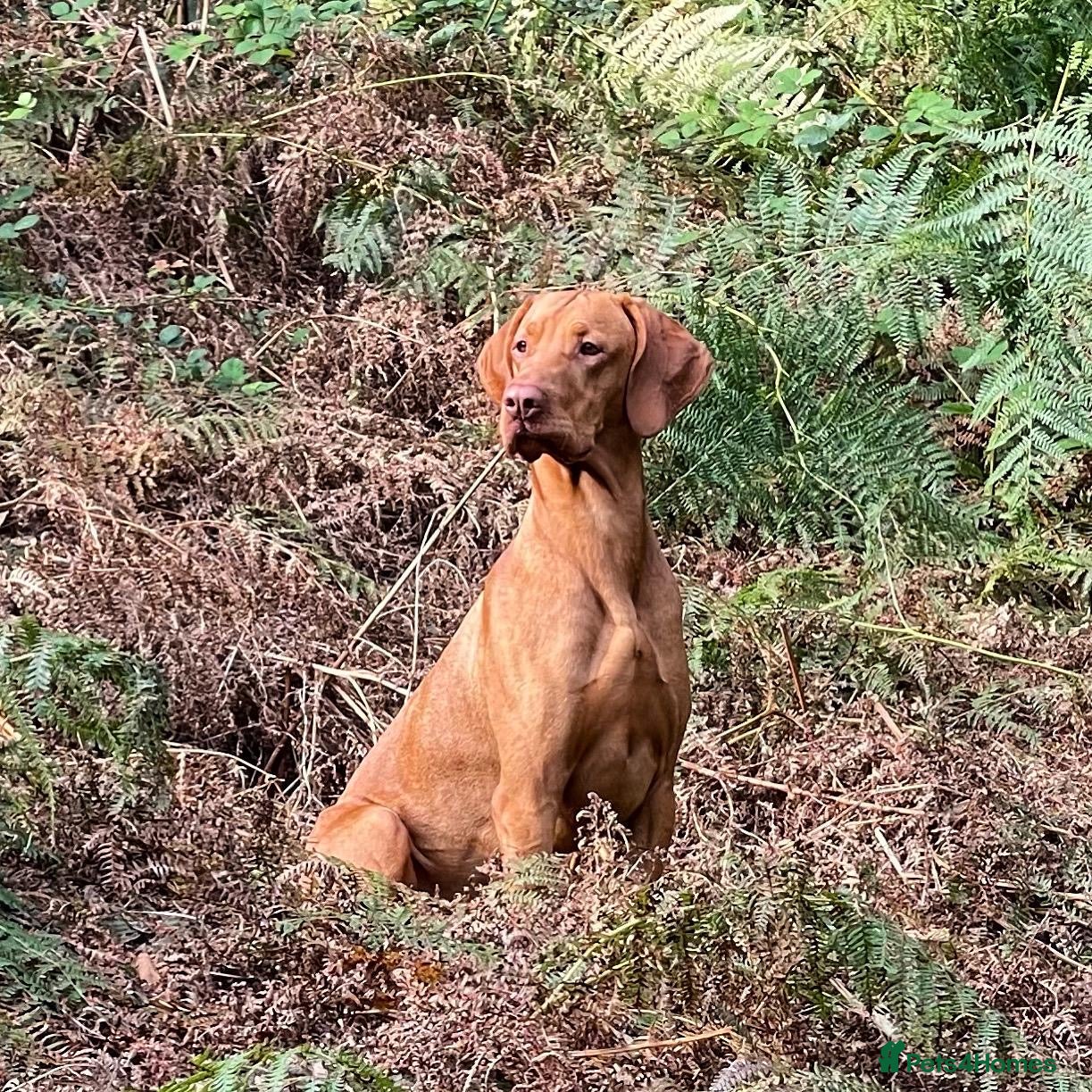 Hungarian Vizsla dogs Proven KC Reg Health Tested Dual Purpose Stud Dog - Advert 1