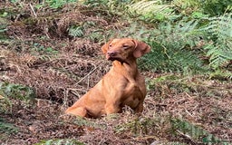 Hungarian Vizsla dogs for stud: Proven KC Reg Health Tested Stud Dog - Image 1