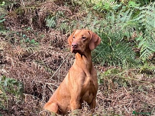 Hungarian Vizsla dogs - Advert 3