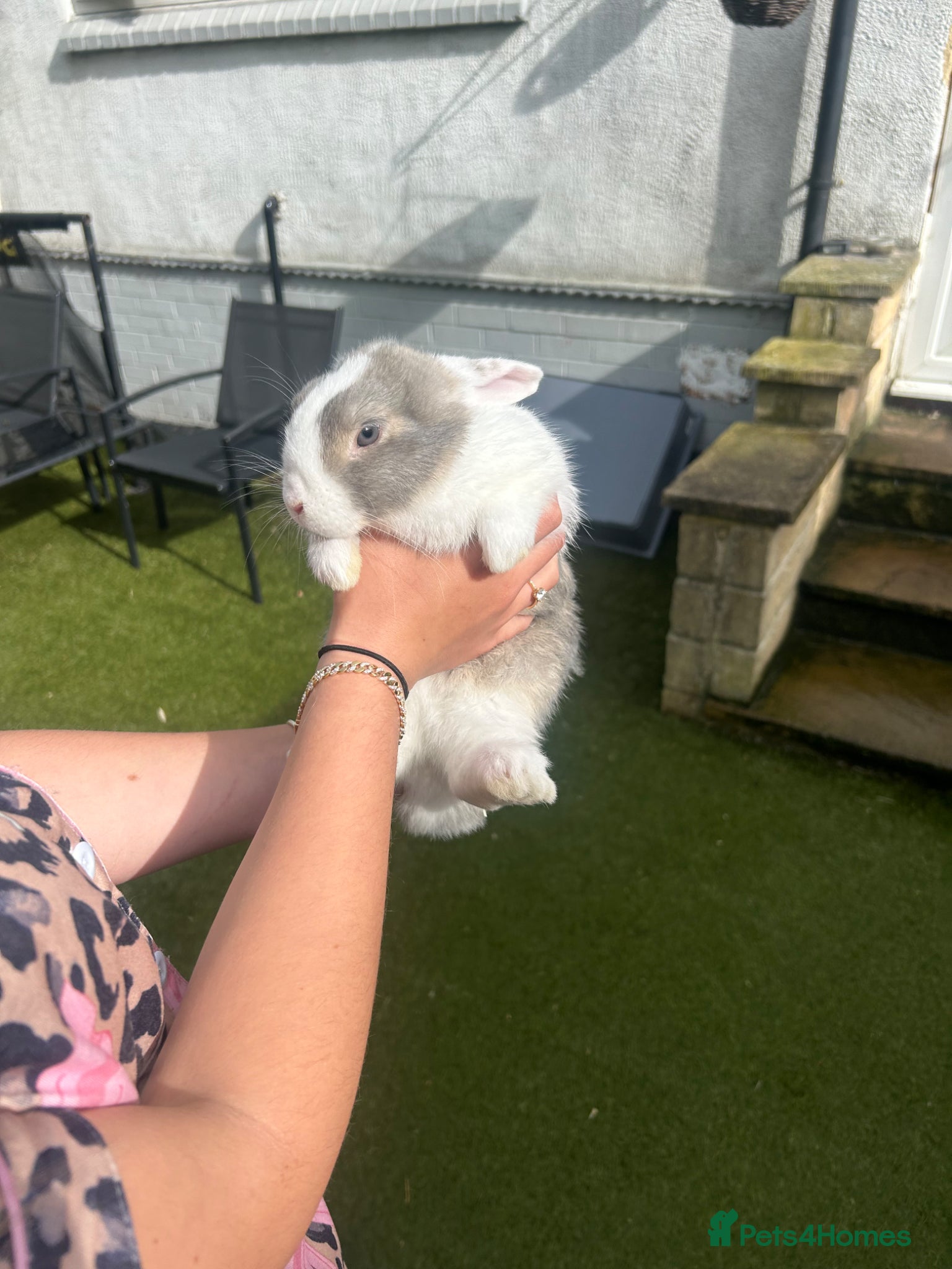 Mini Lop rabbits Mini lops for sale  - Advert 1