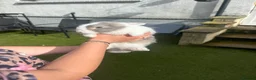 Mini Lop rabbits for sale: Mini lops for sale  in Leeds - Advert 1