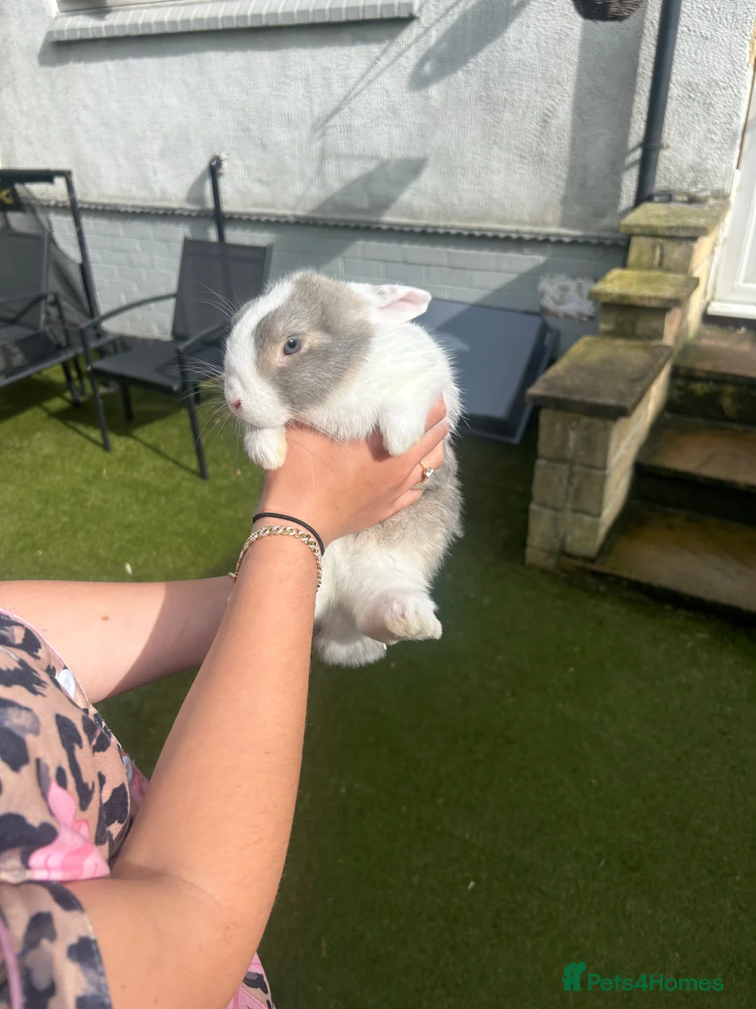 Mini Lop rabbits for sale: Mini lops for sale  in Leeds - Advert 1