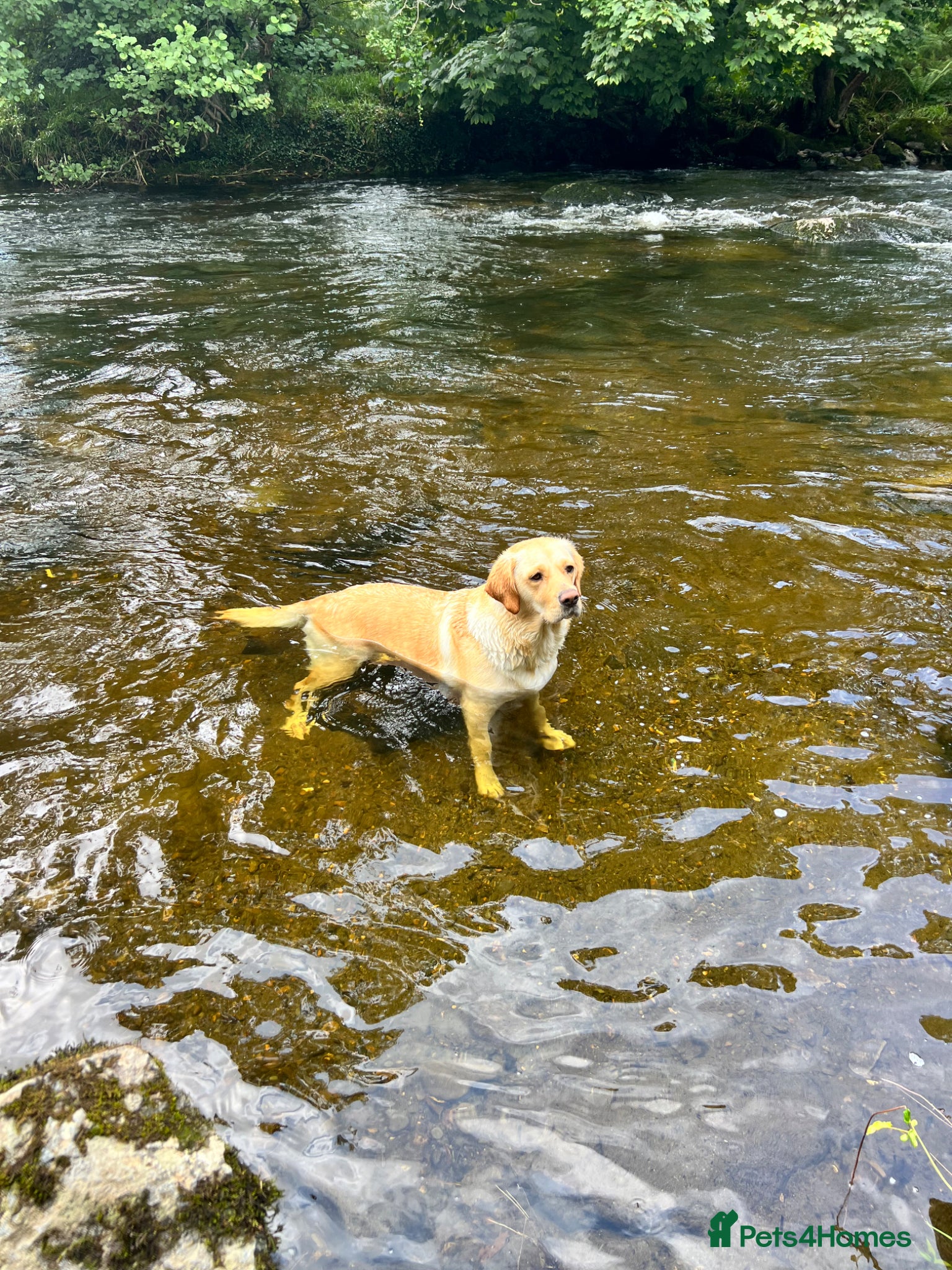 Goldador dogs Goldador - Labrador x Golden Retriever  - Advert 4