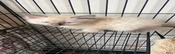 Ragdoll cats for sale: Ragdoll kittens - Advert 2
