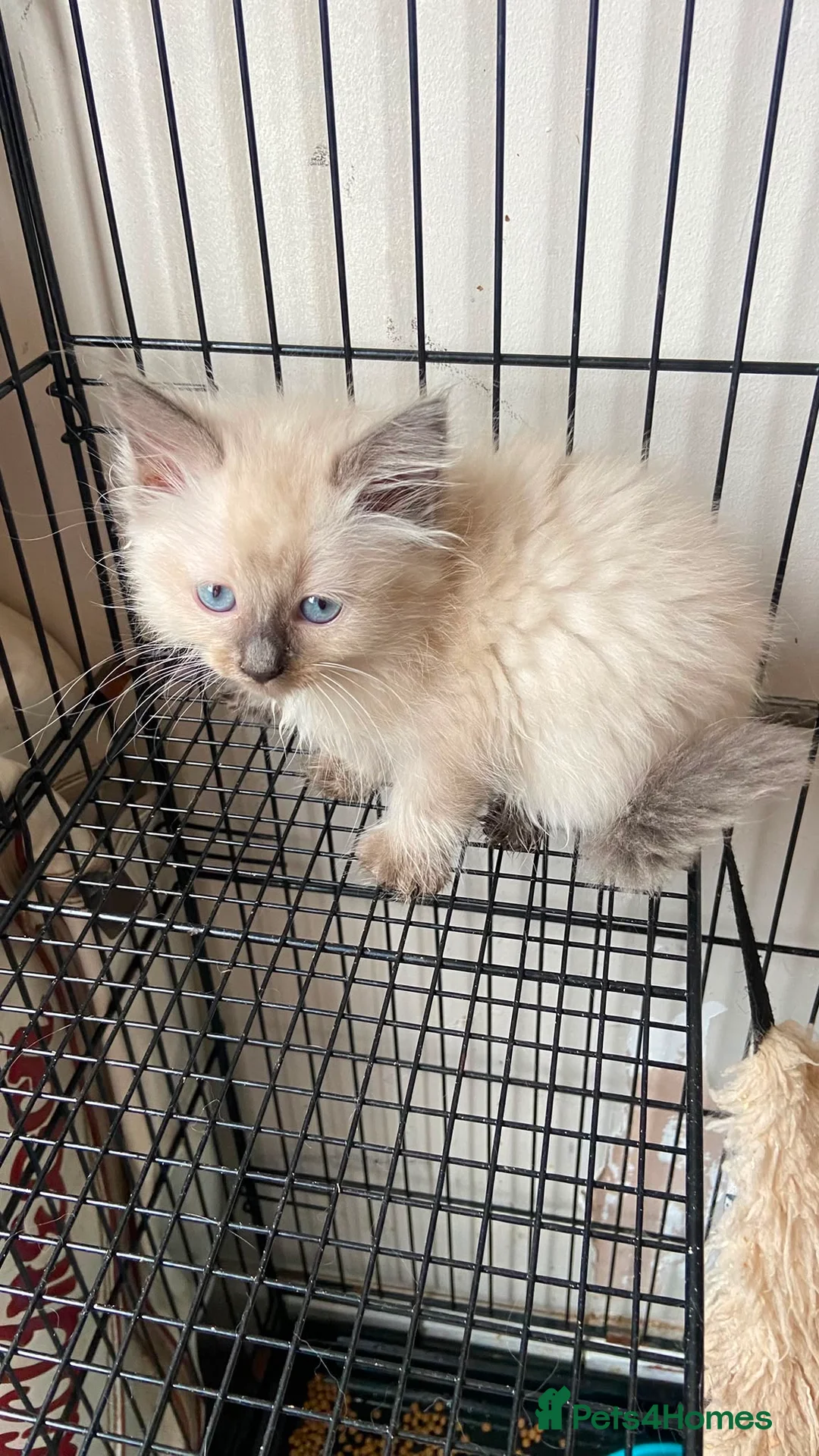 Ragdoll cats for sale: Ragdoll kittens - Advert 2