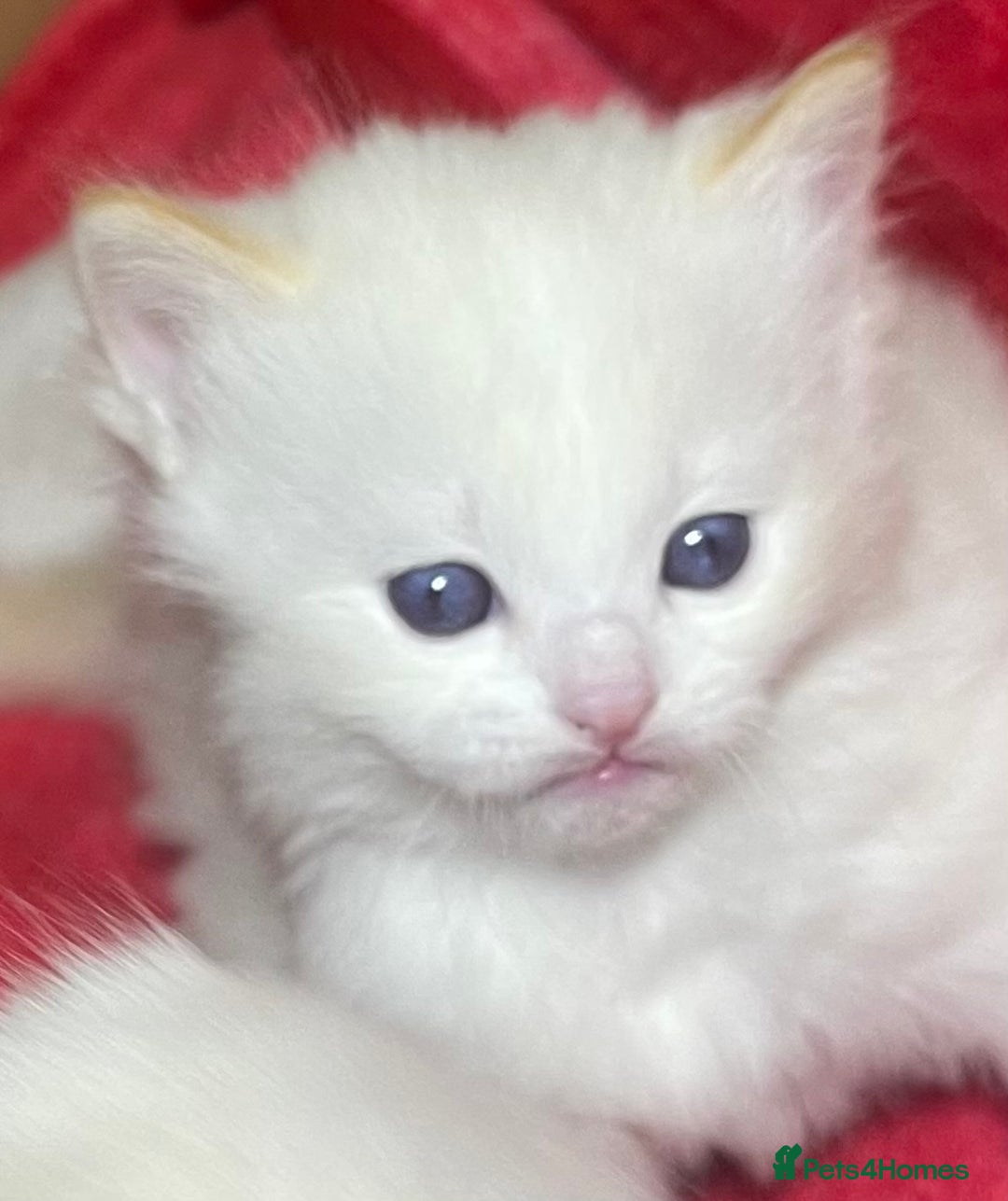 Ragdoll cats for sale: DoB:18/7/25& 14/11/25 Ragdoll Kittens Purebred - Advert 2