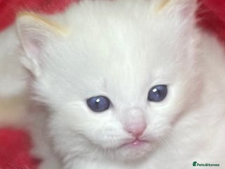 Ragdoll cats DoB:18/7/25& 14/11/25 Ragdoll Kittens Purebred - Advert 6