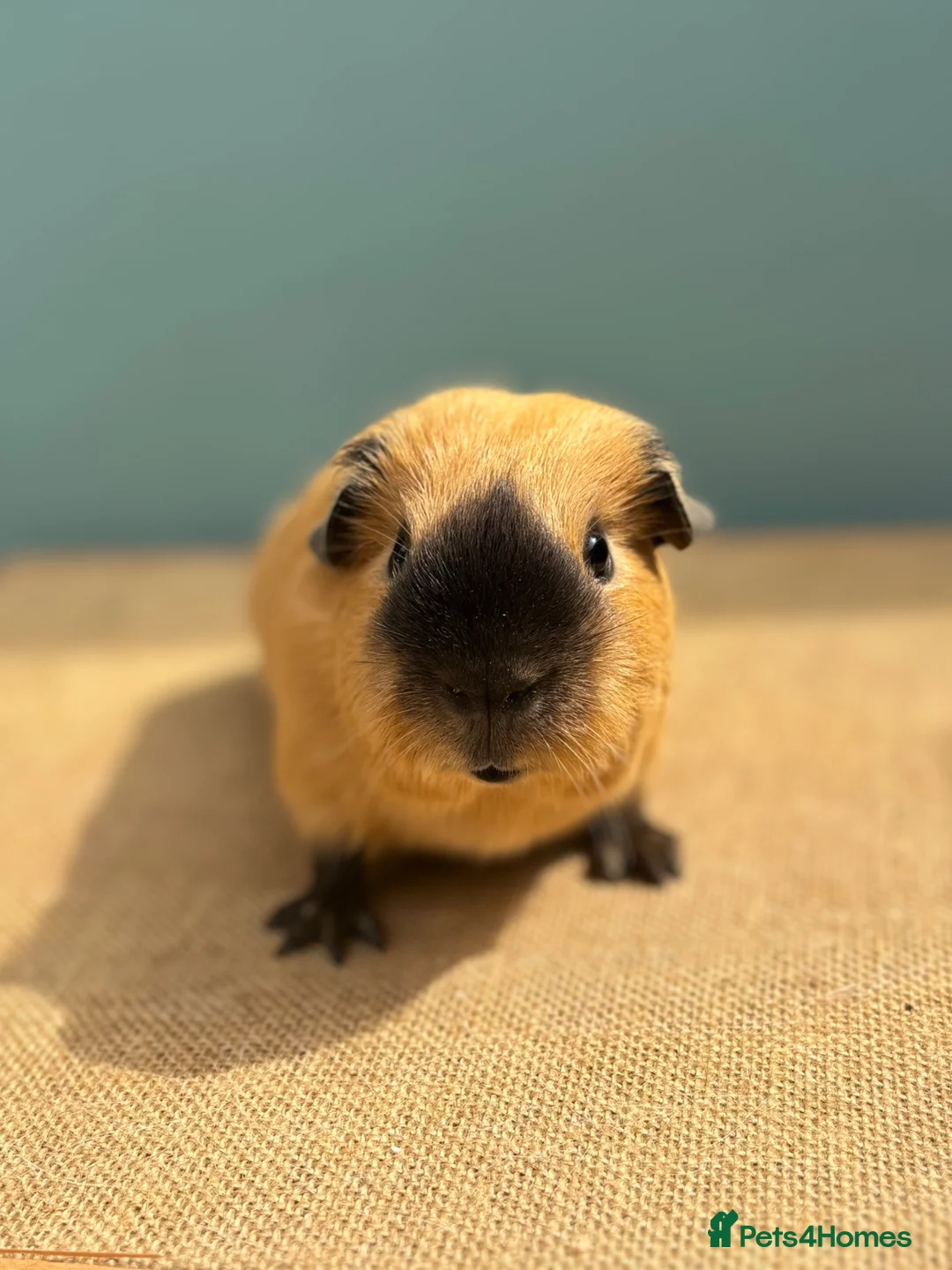 Guinea Pig rodents for sale: Male Cali Pair - Advert 4