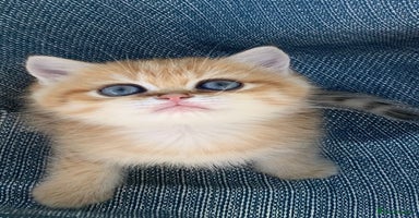 British Shorthair cats Very special BSH Golden kittens  - Advert 5