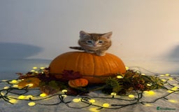 Domestic Shorthair cats for sale:  Adorable Kittens Looking for Their Forever Homes - Image 7