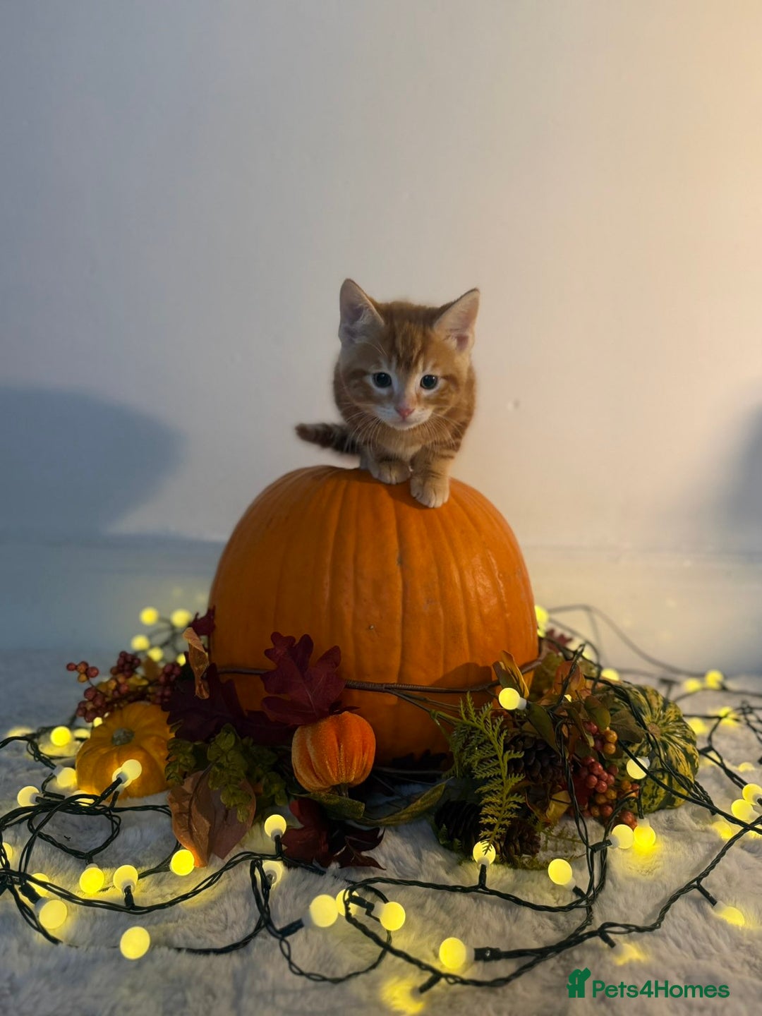 Domestic Shorthair cats for sale:  Adorable Kittens Looking for Their Forever Homes - Image 7