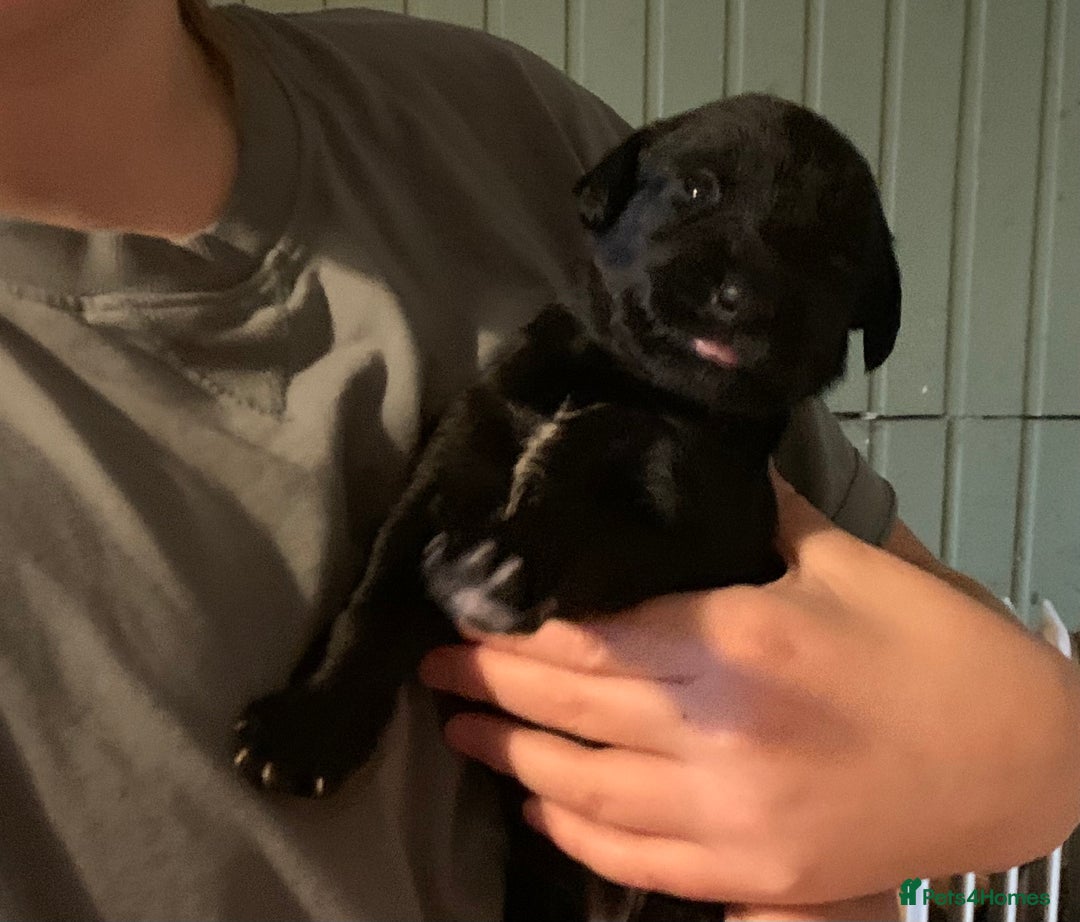 Mixed Breed dogs for sale: Labradoodle greyhound mix  - Advert 4