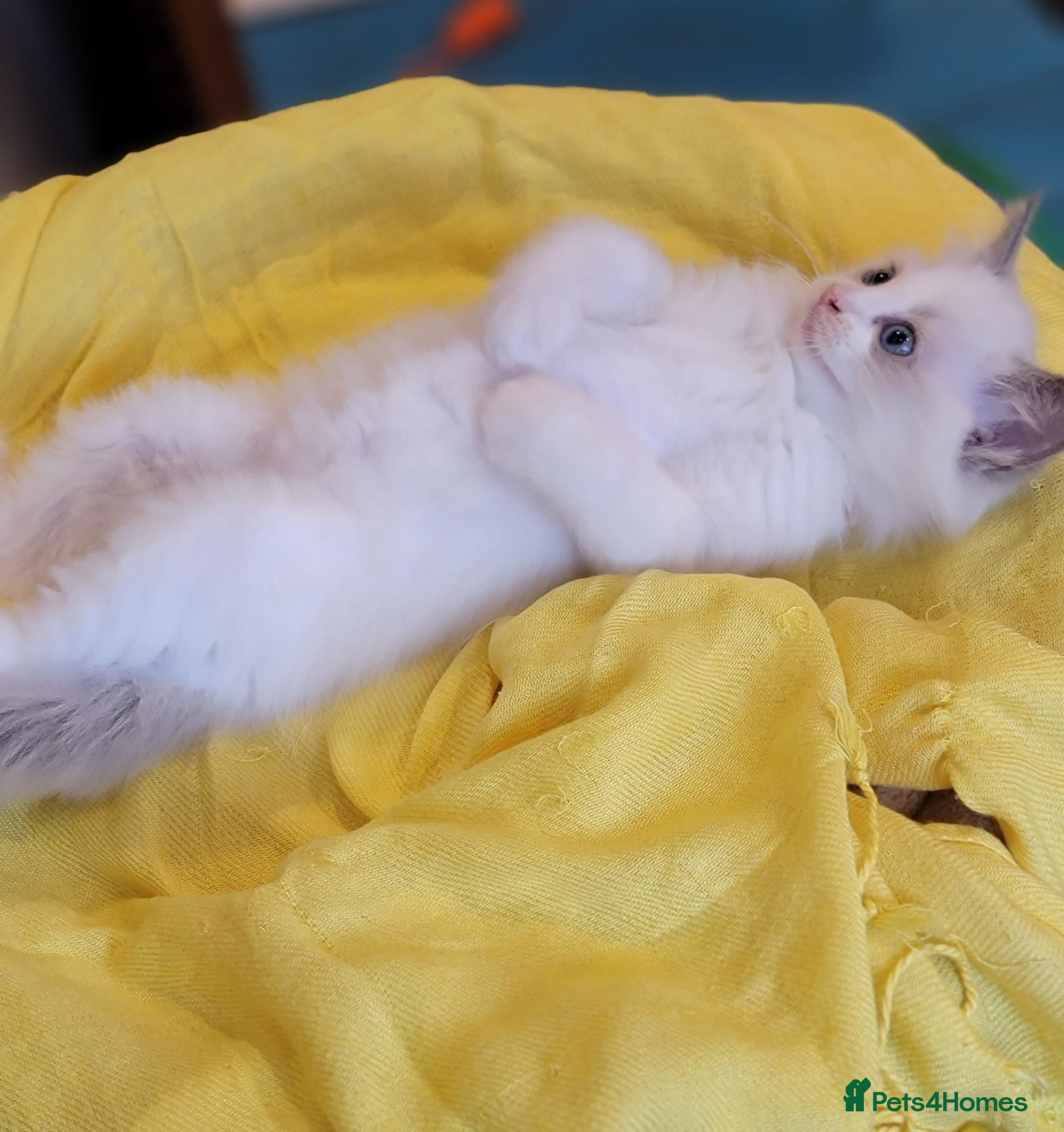 Ragdoll cats 😸Fully GCCF Certified Pedigree Ragdoll kittens💕 - Advert 2