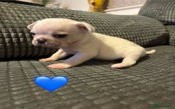 Frug dogs for sale: 3/4 frenchie 1/4 pug pups for sale  - Image 7