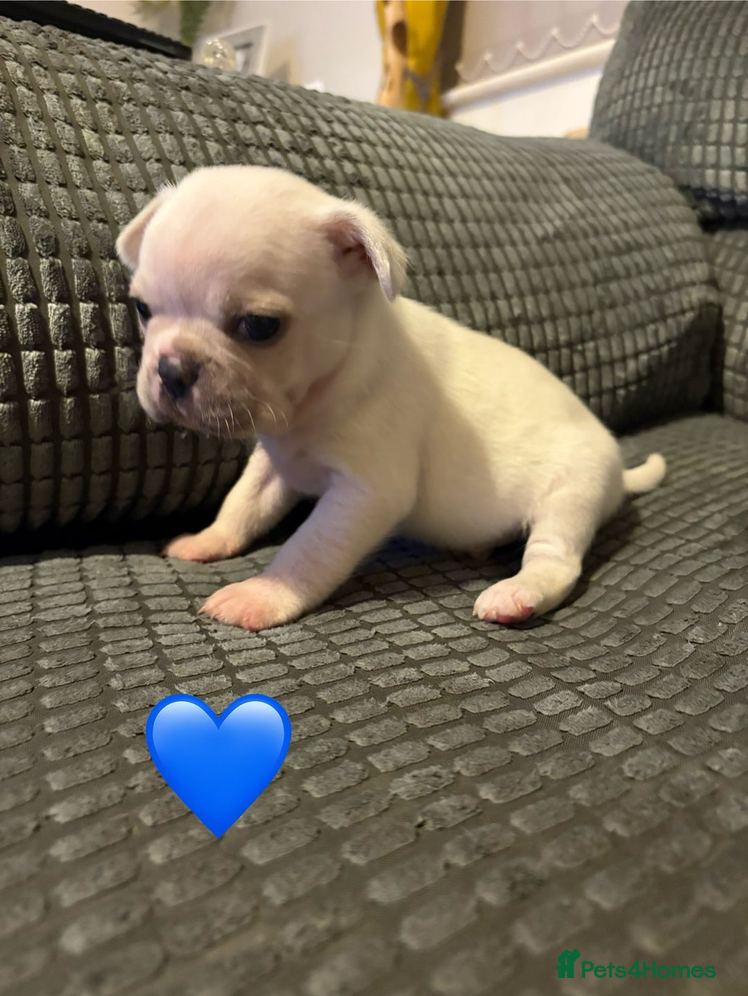 Frug dogs for sale: 3/4 frenchie 1/4 pug pups for sale  - Image 7