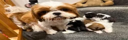 Shih Tzu dogs for sale: Late Summer Shihtzu Puppies - Advert 20