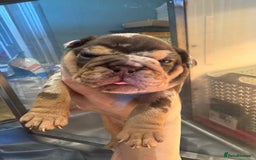 English Bulldog dogs for sale: English bulldog puppies - Image 8