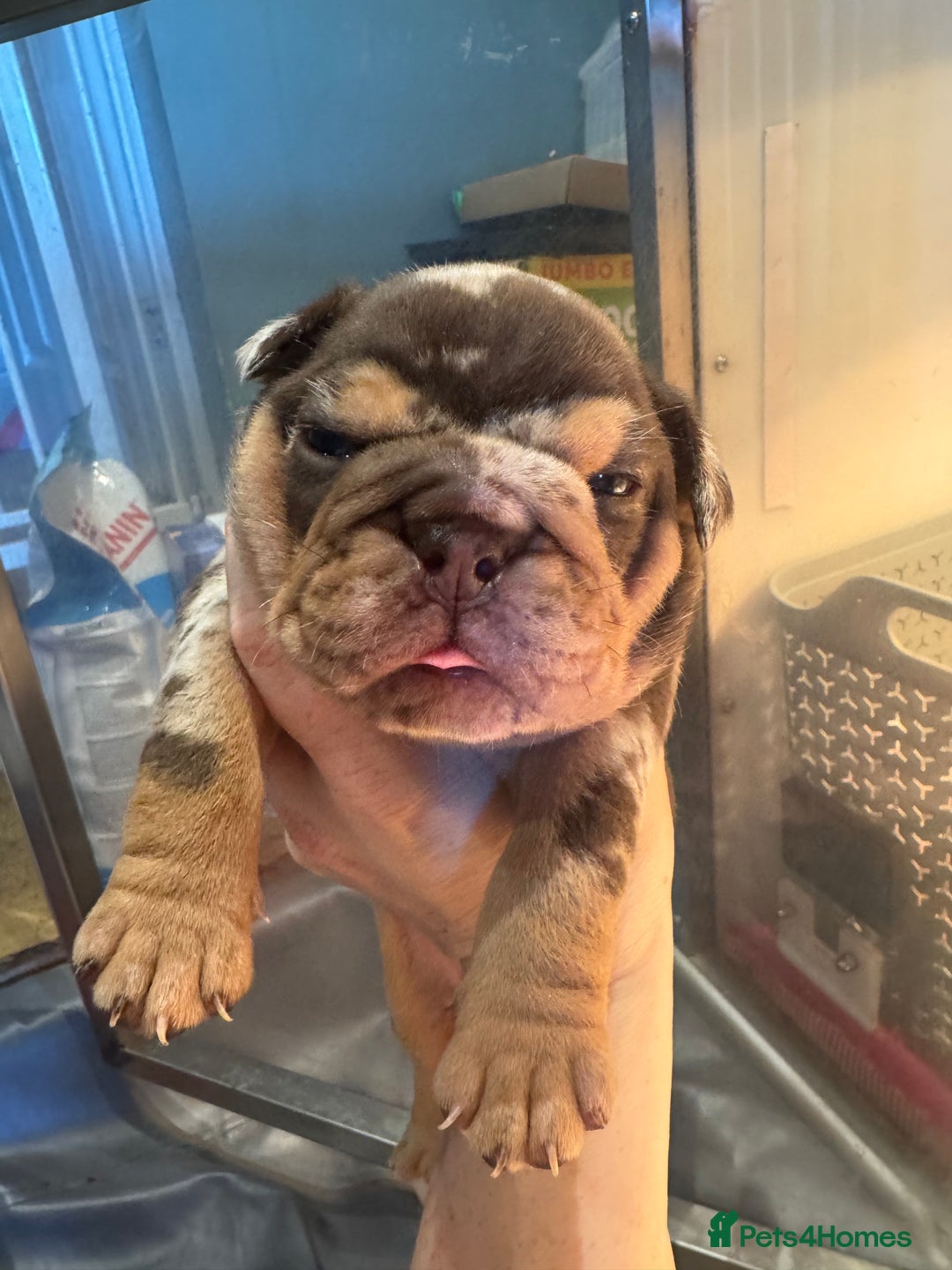 English Bulldog dogs for sale: English bulldog puppies - Image 8