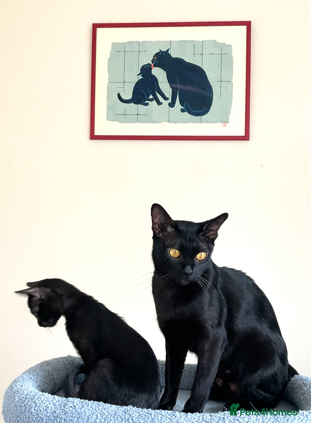 Bombay cats for sale: Affectionate beautiful GCCF reg Bombay femaie - Image 7