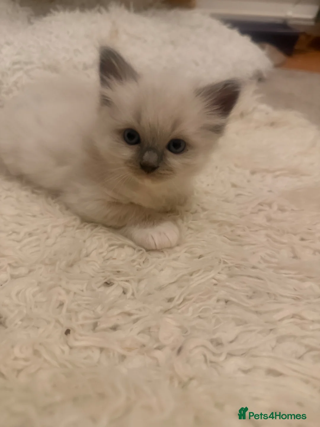 Ragdoll cats for sale: Beautiful Dolls  - Advert 38