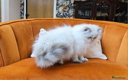 Scottish Fold cats for sale: Excellent Scottish straight kittens  - Advert 18