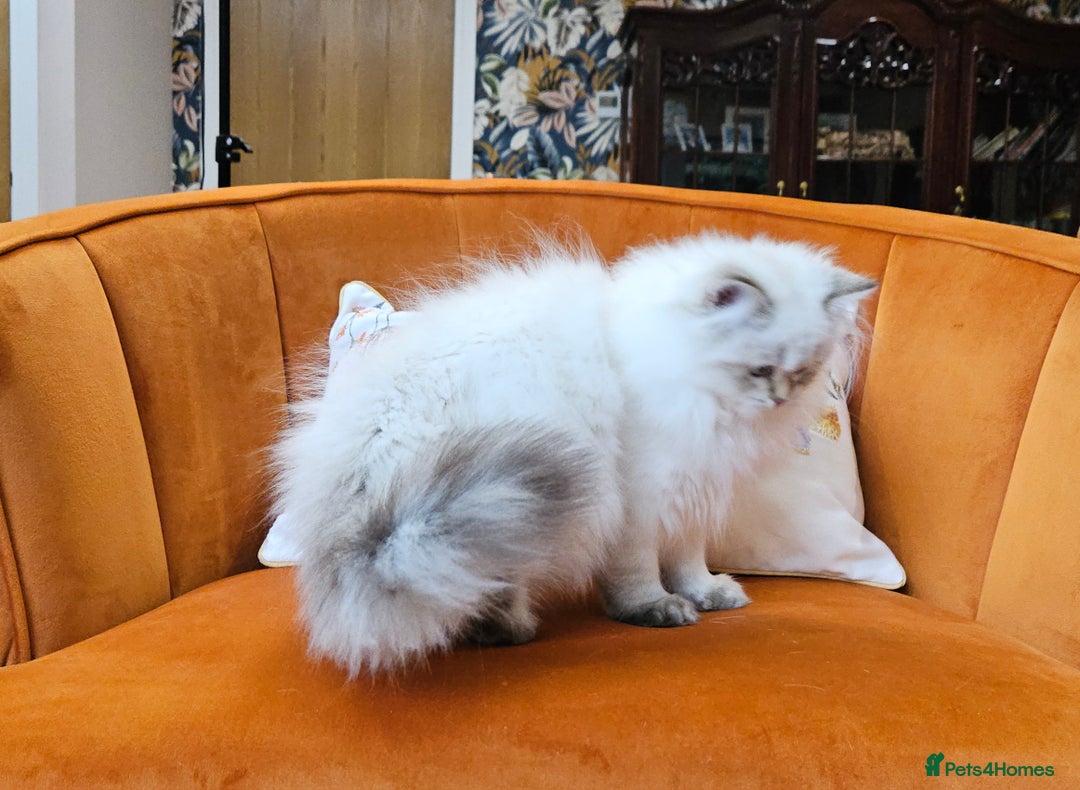 Scottish Fold cats for sale: Excellent Scottish straight kittens  - Advert 18